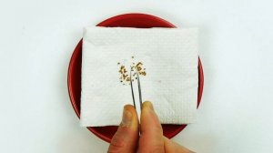 Как Выращивать Овощи и Фрукты Дома ? Без Дачи и Огорода!