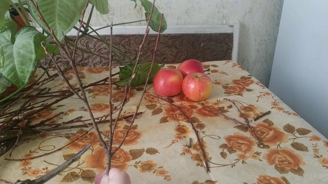 Обрезка саженцев яблони,груши.Как исправить обрезкой кривые саженцы?
