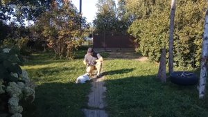Неугомонный питбуль: команда "нельзя" и хождения на свободном поводке.