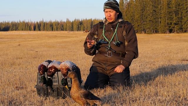 Охота с подсадной. Утка отработала на все 100! смотреть онлайн