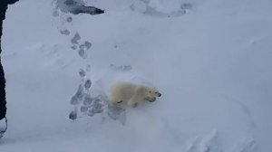 Белый медведь) район мыса желания. Новая Земля