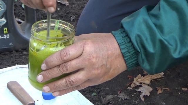 Как лечить бактериальный рак винограда смотреть онлайн