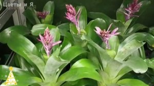 ☃️?Уценка Комнатных Цветов в Бауцентре☕??