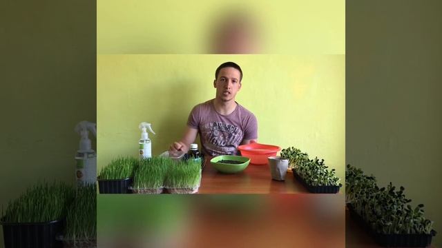 Как вырастить микрозелень ПОДСОЛНУХА! САМЫЙ ПРОСТОЙ СПОСОБ!! Без СУБСТРАТА! смотреть онлайн