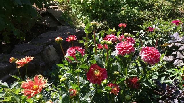 Ботанический сад. Цветут георгины - город Киров. смотреть онлайн