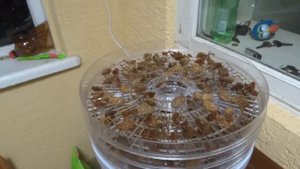 Как сделать изюм, чернослив, сушеные груши? Как у нас в Анапе)))
