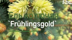Ель колючая `Frühlingsgold` `Фрюлинсголд`
