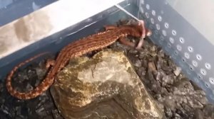 Они Существуют! Драконы, Которых Удалось Заснять на Камеру