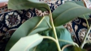 Крассула Сансэт? Фикус каучуконосный Кактус Подарочки от соседей