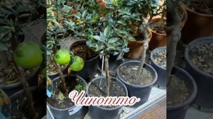 Общий обзор. Оставшиеся цитрусы: апельсины, помело, грейпфрут, кумкват, гибриды …