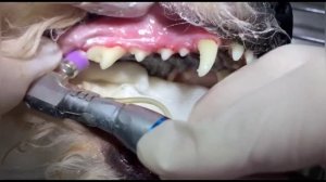 Ультразвуковая чистка зубов собаке скалером с седацией или без? Решать вам!
