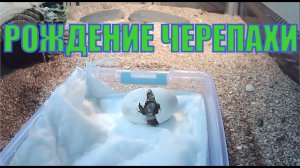 25.03.20 Следим за вылуплением черепахи online