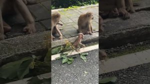 Путешествие к обезьянам в Тайланде. Гора обезьян на Пхукете