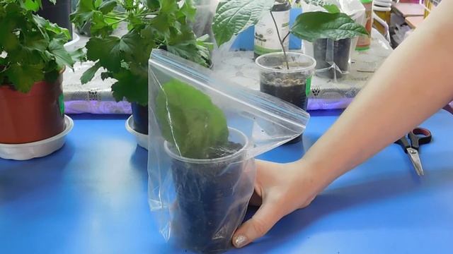 КЛЕРОДЕНДРУМ ИЗ ЛИСТА ! Размножение листом выращивание посадка череном удобрение уход