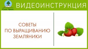 Земляника (Клубника, Виктория) и посадка абрикоса