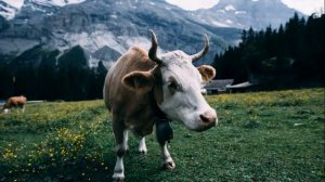 МОЛОКО СО ВКУСОМ ГОРЕЧИ, МЫЛА И СЕЛЁДКИ. 5 ПРИЧИН ПОЧЕМУ КОРОВА ДАЁТ МОЛОКО С «ДУШКОМ»