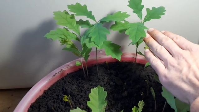 Дуб из желудя смотреть онлайн