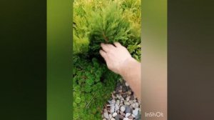 можжевельник Лайм глоу меняет цвет. саженцы мягчайшего можжевельника