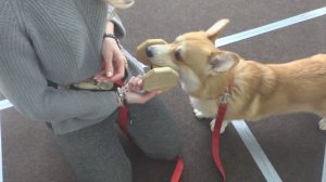 Екатерина и вельш корги пемброк Виконт. Тренировка ОКД: обучение команде Апорт. Тольятти, 02.12.2018