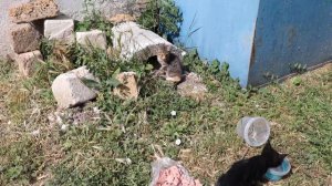 Помощь бездомным котятам! Автостанция Бахчисарай. Help homeless kittens! Bus station Bakhchisaray.