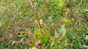 Ежевика сорт Флинт.