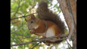 Сказка про ёжика и медвежонка "Не смотри на меня так"