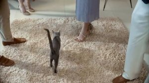 Кошачий корм Sheba: Сопротивление бесполезно. Свадьба (2017)