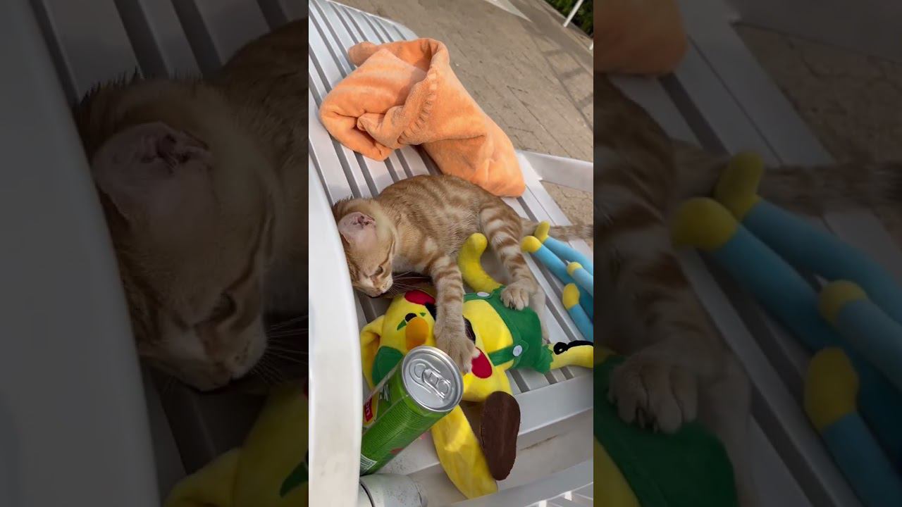 Милый котейка бесится. #безкотаижизньнета #безкотажизньнета #забавныеживотные