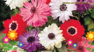 Анемона Бриджит Микс. Краткий обзор, описание характеристик anemone sylvestris St. Brigid mix