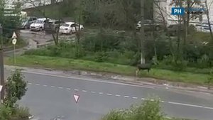 На улицах Рязани засняли лося