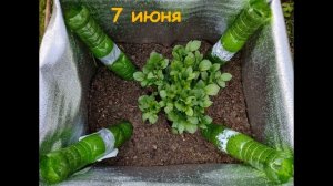 Уникальная раскопка картофеля сорта Уника