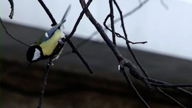 Приметы на Синичкин день смотреть онлайн