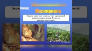 Приспособленность организмов к среде обитания - результат естественного отбора. Видеоурок.