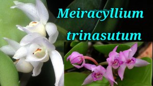 Meiracyllium trinasutum. Описание и уход.