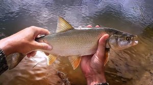 ЛОВЛЯ ЖЕРЕХА В МАЕ, воблер Zipbaits rigge 56