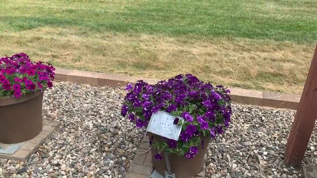 Dummen Petunia Surprise Sparkle смотреть онлайн