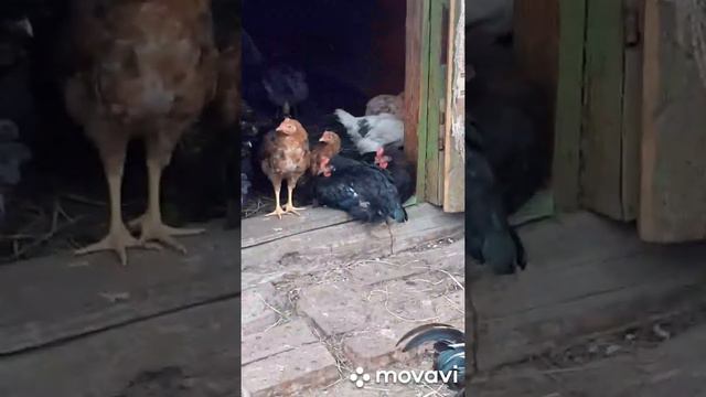 Холода наступают,утепляемся