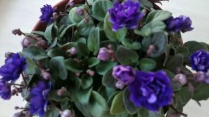 Running Wild дорослий трейлер, результати стрижки трейлерної фіалки