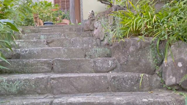 【ねこ日常系】ダメもとでも鳴いてみるよね【猫と日本の庭】 смотреть онлайн