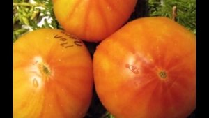 Томат Полосатый господин (Mr.Stripey, Мистер Страйп)