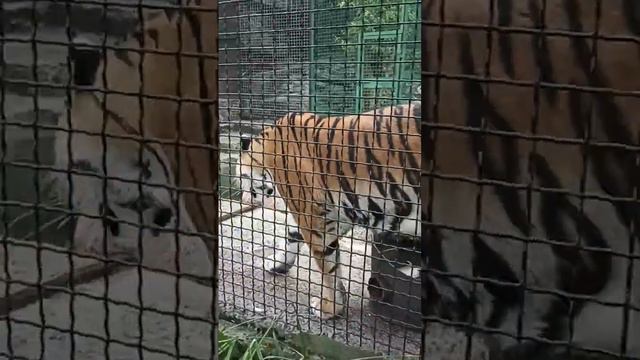 Какое милое тигриное семейство в Ялтинском зоопарке "Сказка"! смотреть онлайн