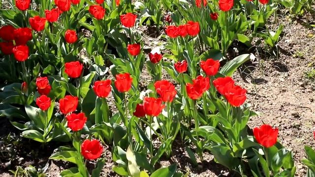 Экскурсия «САД АРОМАТОВ. ЛАВАНДА» смотреть онлайн