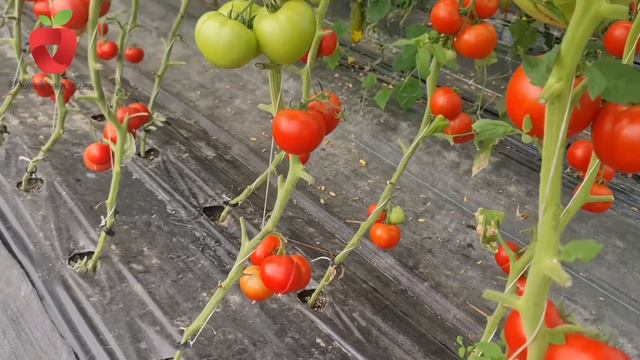 Dodajte ga sad oko biljaka za brže dozrijevanje paradajza - okus će biti izvanredan смотреть онлайн