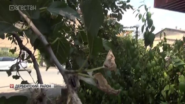 Американская белая бабочка угрожает сельхозугодиям и садам Дагестана