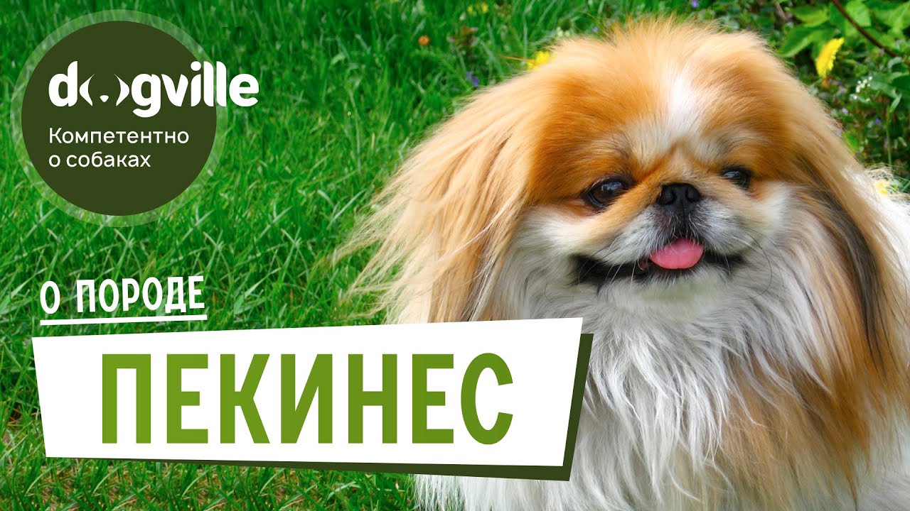 Пекинес - О породе - Как выбрать щенка