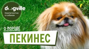 Пекинес - О породе - Как выбрать щенка