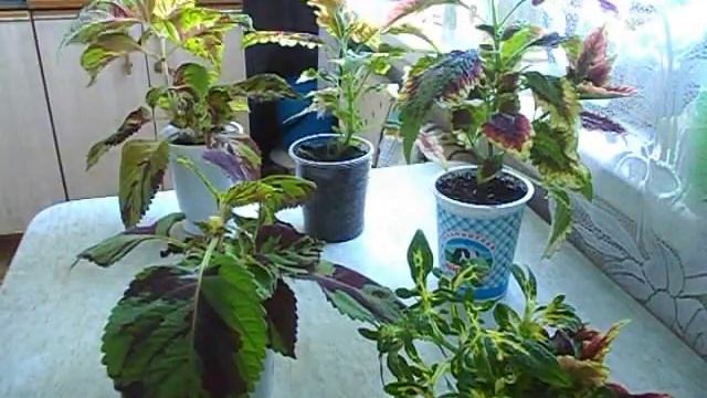 Обрезка колеусов. смотреть онлайн