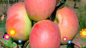 Яблоня. Краткий обзор, описание характеристик, где купить саженцы malus domestica Успенское