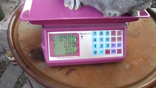 Вес кроликов в полтора месяца смотреть онлайн