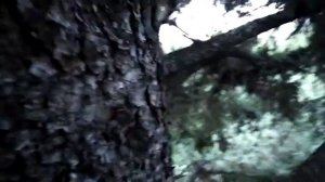 очередной дикий рой